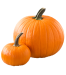 Pumpkin-Image-3